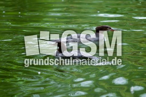 Gänsesäger (4 von 7).jpg